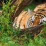Crouching and hiding