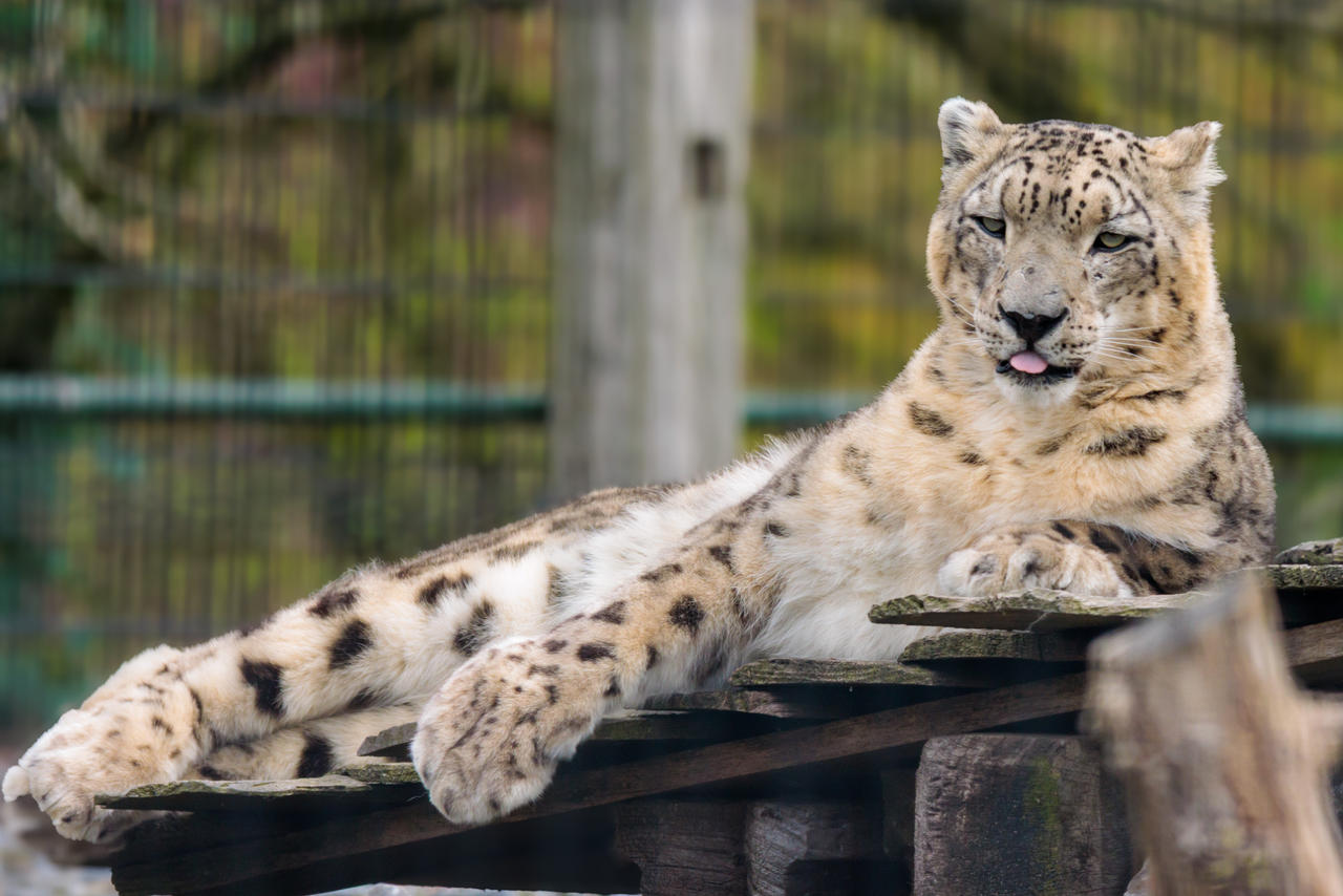 Posing for bleb