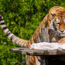 Dinnertime!