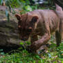 Small but fierce