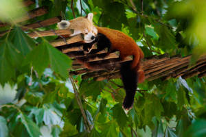 Hammock