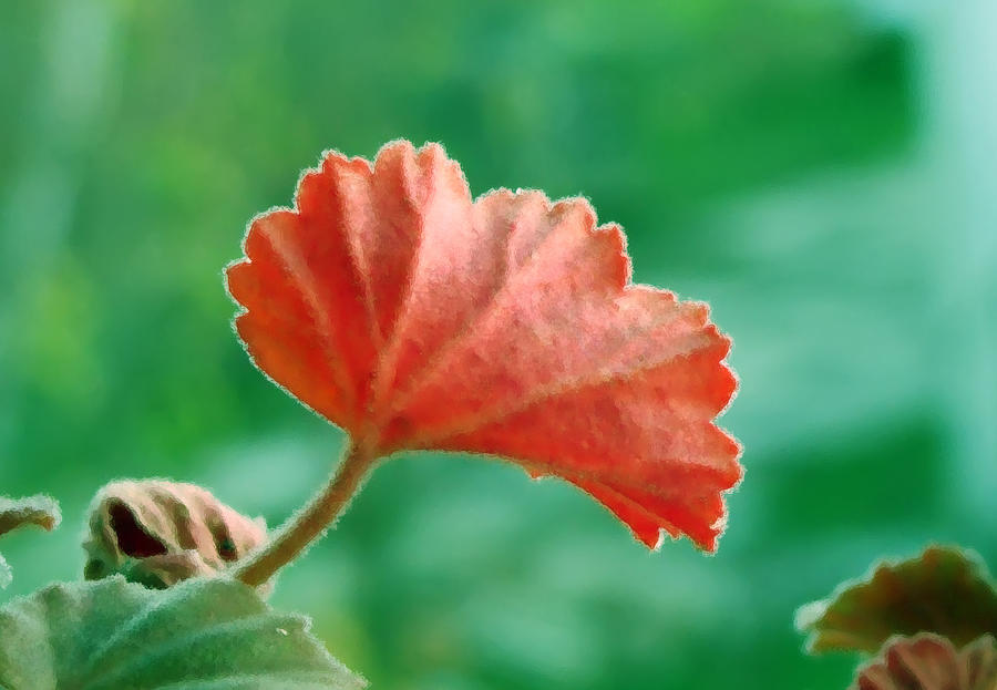 Regal geranium