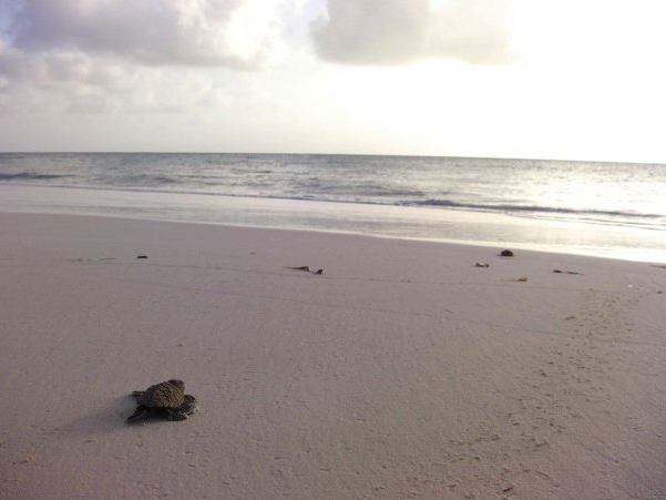 Baby Green Sea Turtle