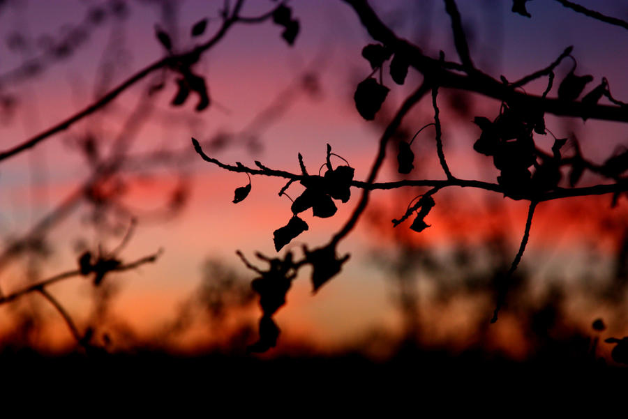 Silhouettes at Sunrise