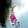 Fireweed