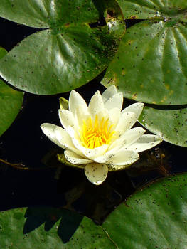 Closer White Lotus