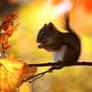 Autumnal Squirrel