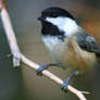 Chickadee Dee