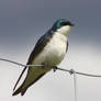 Tree Swallow