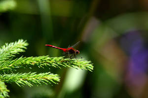 Red Dragonfly