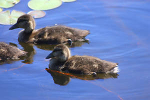 Two Ducklings 2