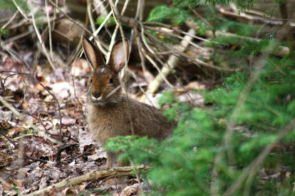 Hello Rabbit Friend