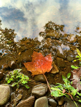 Reflecting Autumn 