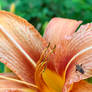 Daylily and Friend