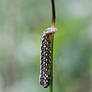Caterpillar Closer