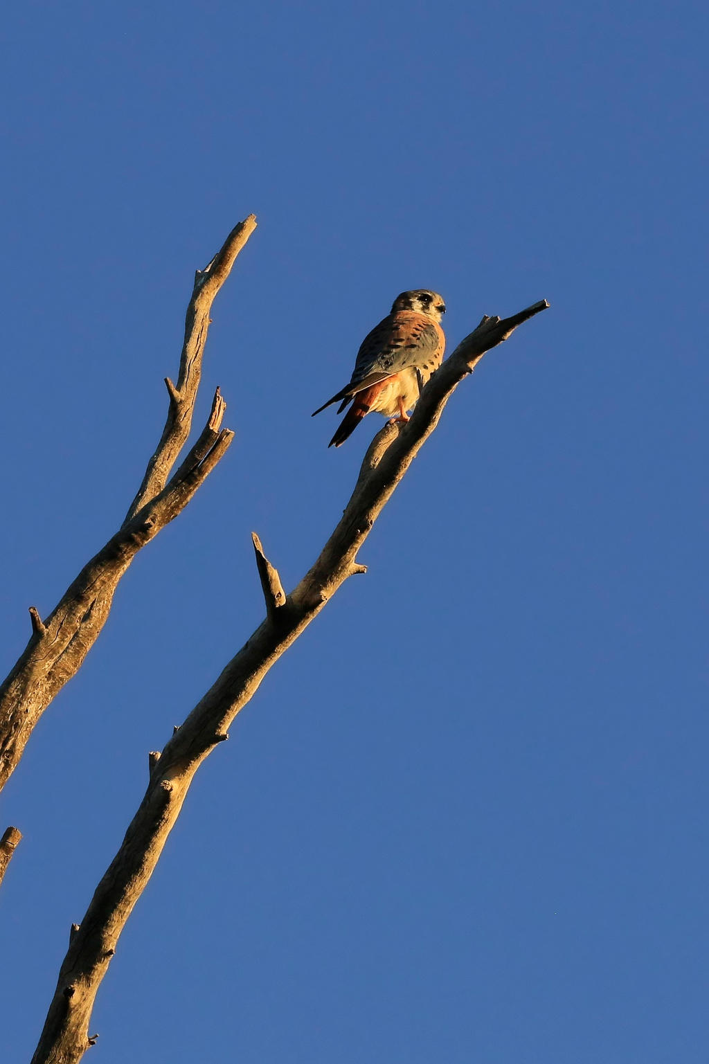 Kestrel by edwardiant on DeviantArt
