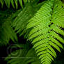 fern