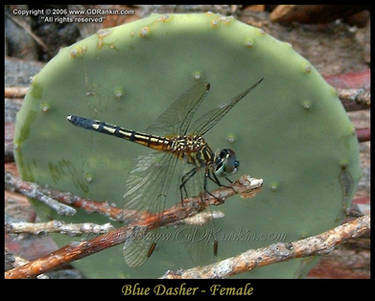 Blue Dasher - Female 1