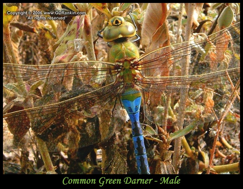 Common Green Darner - Male 3