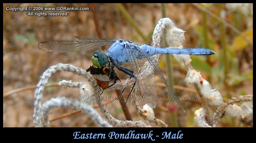 Eastern Pondhawk - Male 1