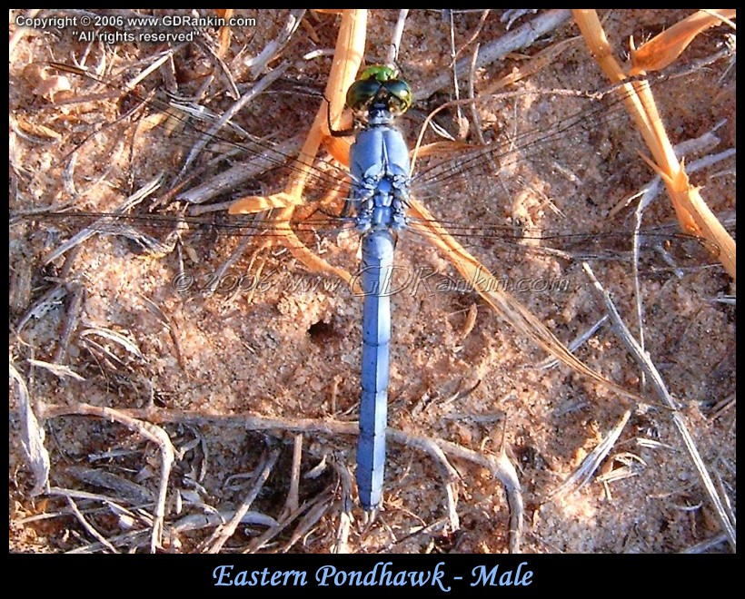 Eastern Pondhawk - Male 3