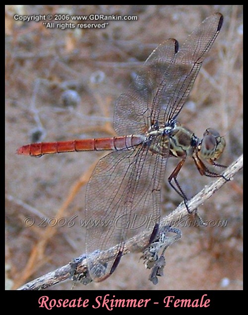 Roseate Skimmer - Female 1