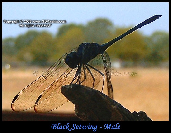 Black Setwing - Male 2