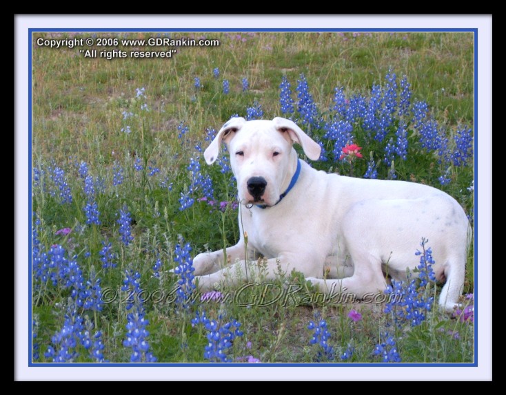 Red White and Bluebonnets