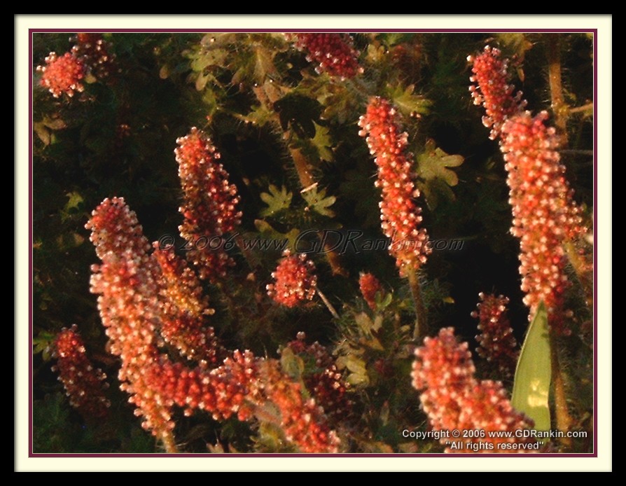 Texas Chenille