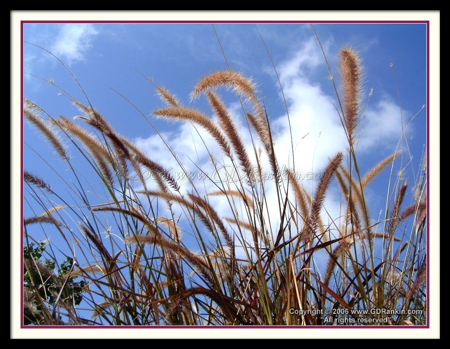 Purple Fountain Grass