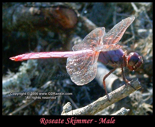 Roseate Skimmer - Male 6