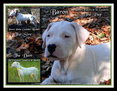 The Sire The Dam The Pup