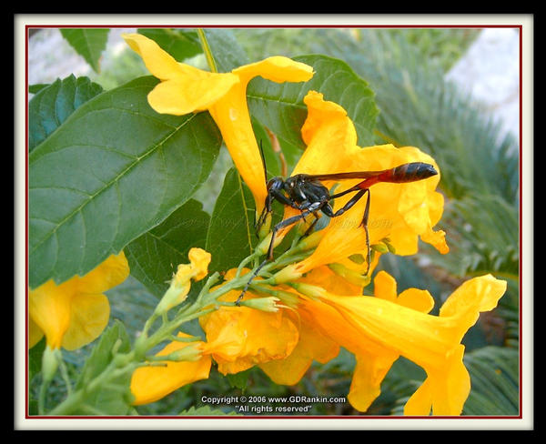 Caterpillar Hunter Wasp