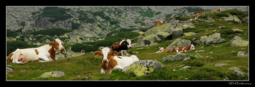 Retezat-Milka made in Romania