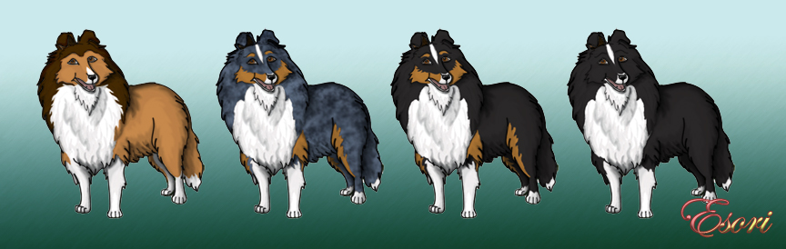 Shetland Sheepdog Colors