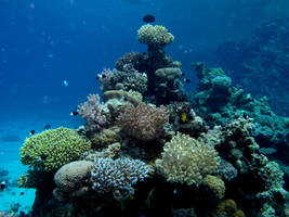 Coral reef 2