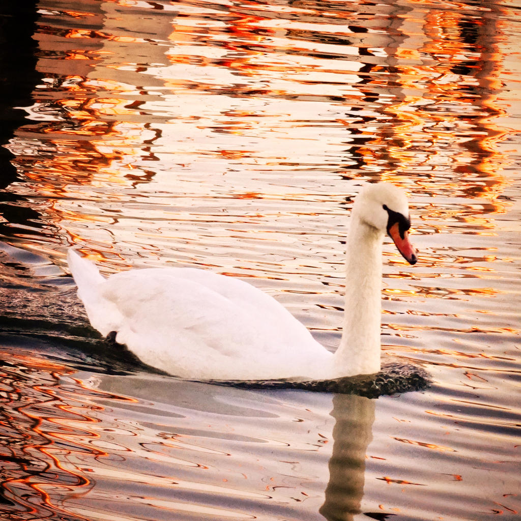 Swan of Serenity