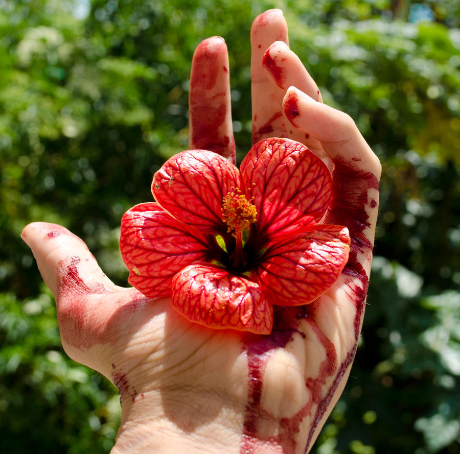 Цветок кровь иисуса в новой зеландии википедия Цветок кровь иисуса в новой зеландии википедия