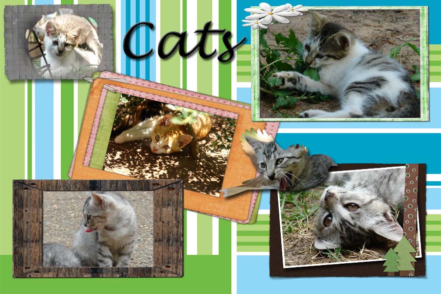 Cat Collage