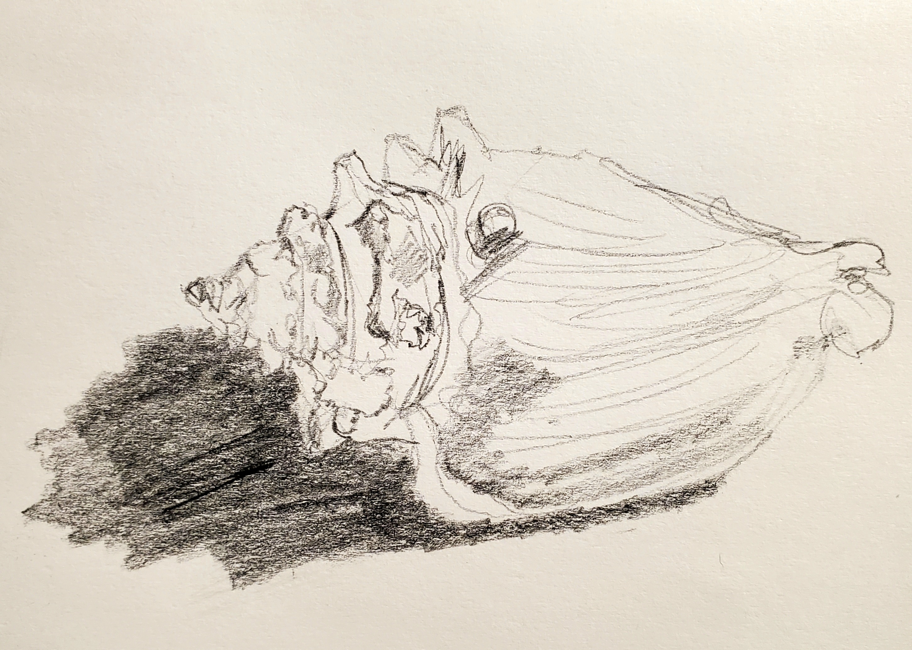 The Mighty Conch Shell by Grant2100 on DeviantArt