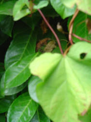Lovly Leaf