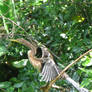 Anhinga in Swamp