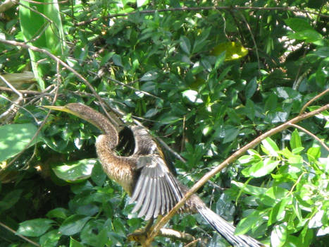 Anhinga in Swamp