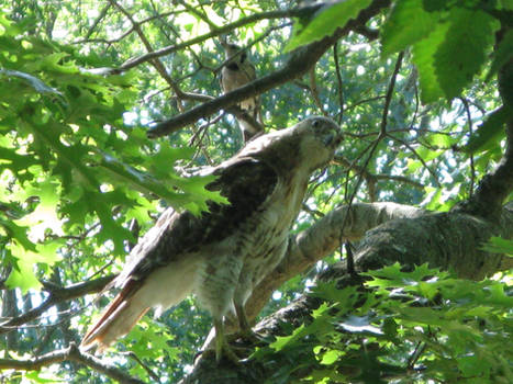 red tailed hawk on the 4th