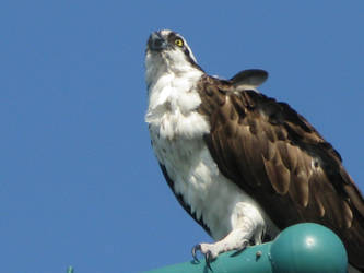 Osprey on the light