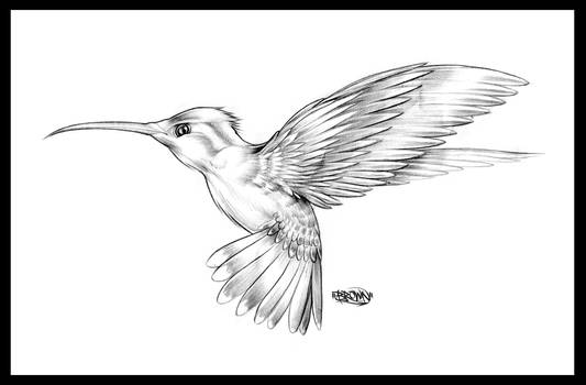 #hummingbirdtattoo | Explore hummingbirdtattoo on DeviantArt