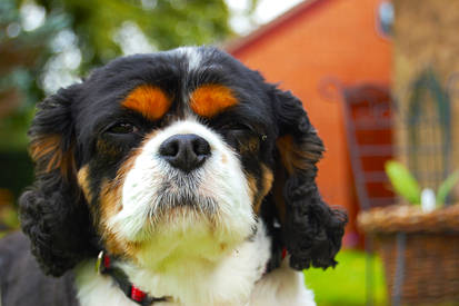 Cavalier King Charles Spaniel