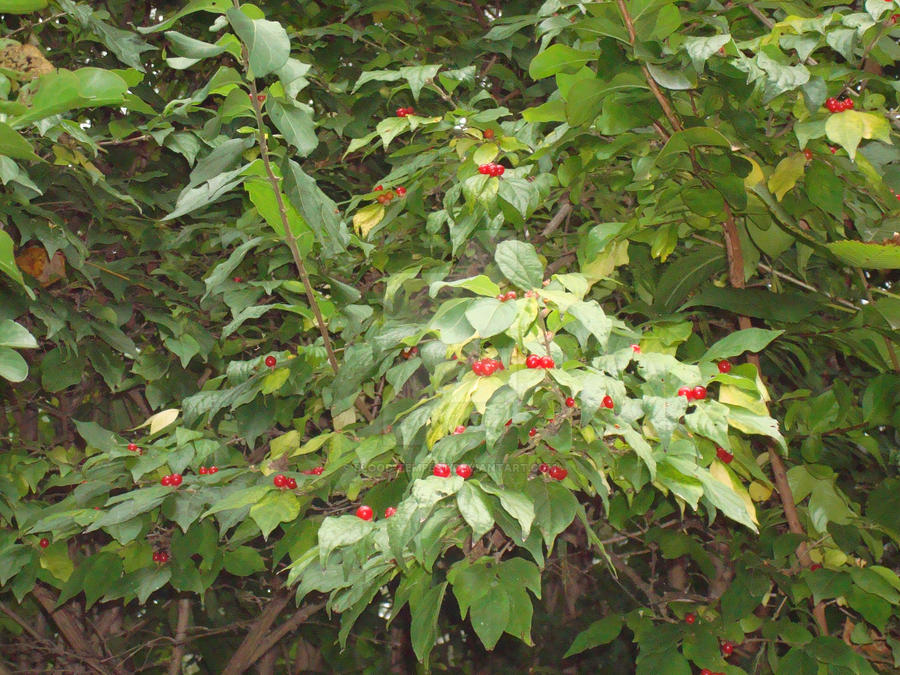 Wraithberry Berries by blood-tempest on DeviantArt