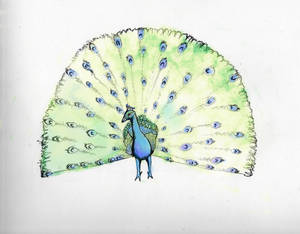 peacock