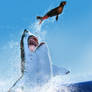Shark attack!